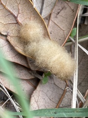 Druon quercuslanigerum