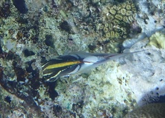 Scolopsis bilineata