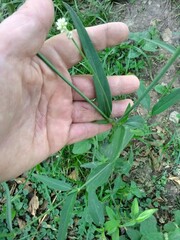 Pfaffia glomerata