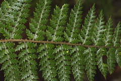 Polystichum silvaticum