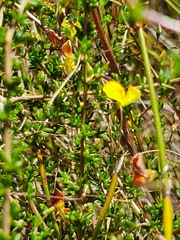 Aspalathus acuminata