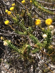 Chrysocoma coma-aurea