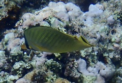 Chaetodon rafflesii