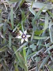 Sisyrinchium