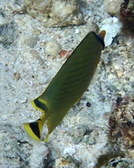 Chaetodon rafflesii