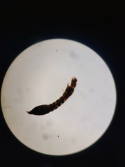 Simuliidae