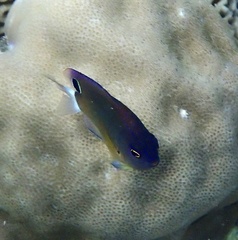 Pomacentrus bankanensis