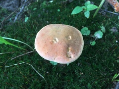 Lanmaoa pseudosensibilis
