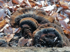 Ischnoderma benzoinum