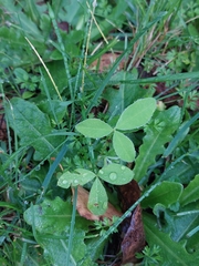 Laburnum anagyroides