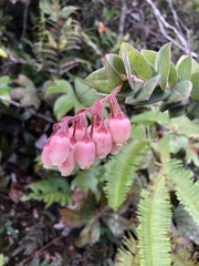 Ericaceae