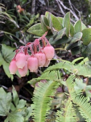 Ericaceae