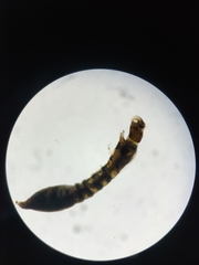 Simuliidae