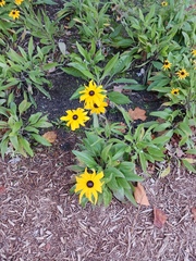 Rudbeckiinae