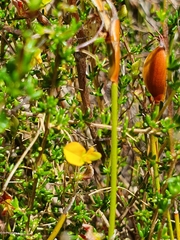 Aspalathus acuminata