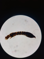 Simuliidae