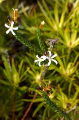 Wahlenbergia tenella