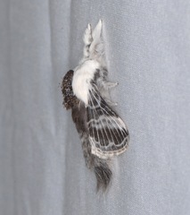 Tolype velleda