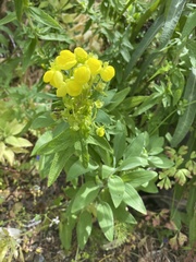 Calceolaria morisii