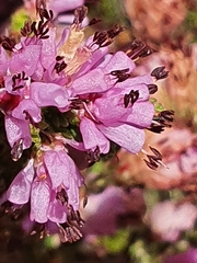 Erica glabella