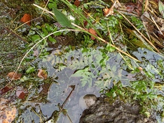 Berula erecta