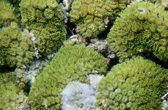 Galaxea fascicularis