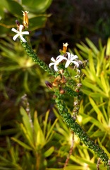 Wahlenbergia tenella
