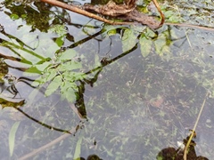 Berula erecta
