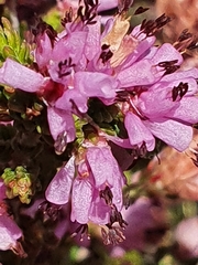 Erica glabella