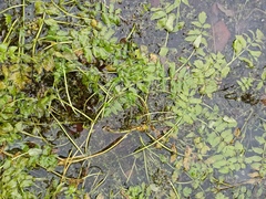 Berula erecta