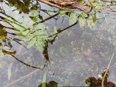 Berula erecta