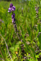 Polygala wolfgangiana