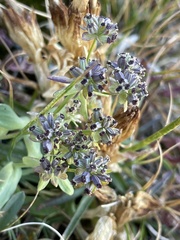 Bupleurum americanum