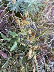 Bupleurum americanum