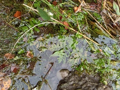 Berula erecta