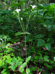 Cerastium pauciflorum