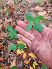 Lonicera