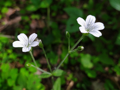 Cerastium pauciflorum