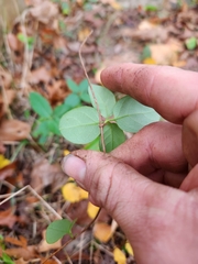 Lonicera