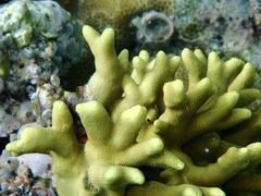 Porites cylindrica