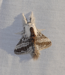Tolype velleda