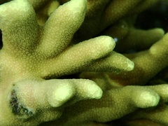 Porites cylindrica