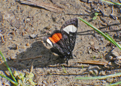 Psychomorpha epimenis