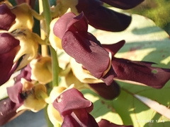 Mucuna
