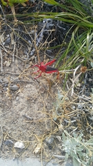 Phymateus morbillosus