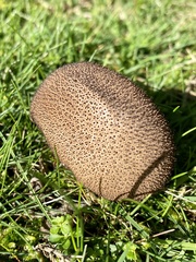 Lycoperdon nigrescens