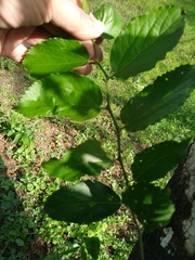 Celtis iguanaea