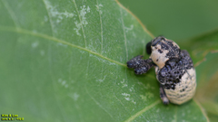 Sternuchopsis trifida