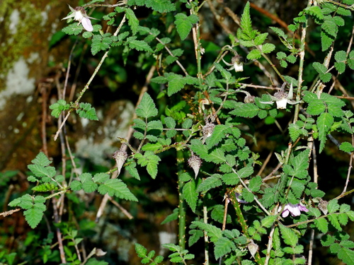 Image of Rubus pungens by (c) Jacy Chen, some rights reserved (CC BY)