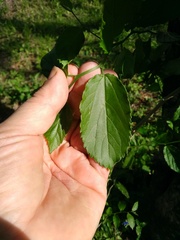 Celtis iguanaea